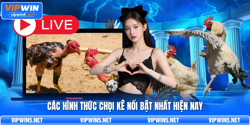Các hình thức chọi kê nổi bật nhất hiện nay