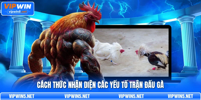 Cách thức nhận diện các yếu tố trận đấu gà