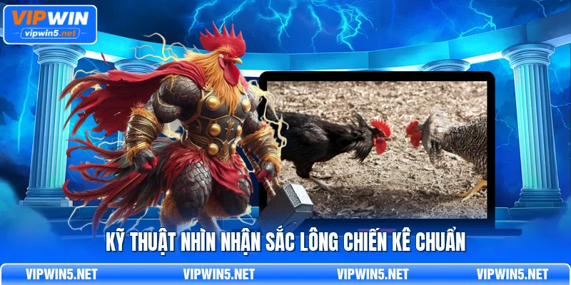 Kỹ thuật nhìn nhận sắc lông chiến kê chuẩn