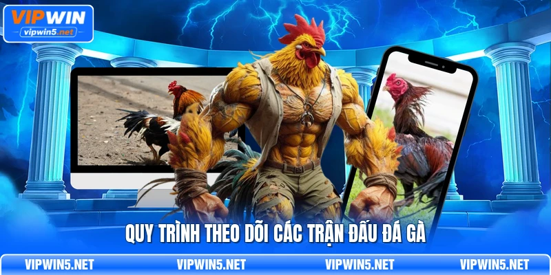 Quy trình theo dõi các trận đấu đá gà