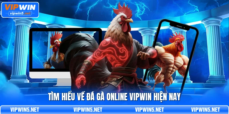 Tìm hiểu về đá gà online VIPWIN hiện nay